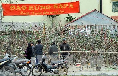 Đào rừng muôn nẻo về phố phường Điện Biên Phủ ảnh 1